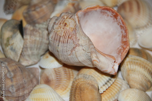 Image 2. Seashells