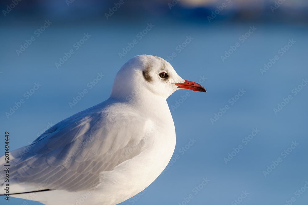 Obraz premium seagull detail