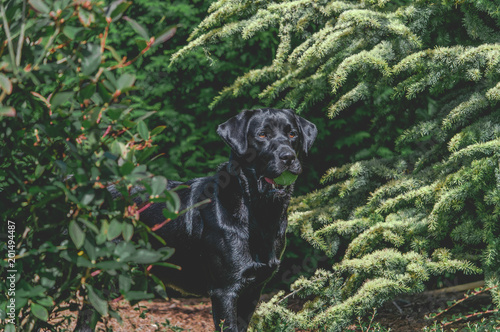 Beautiful Shiny Black Labrador in Bushes
