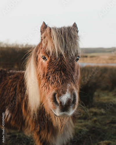 Irish Horse