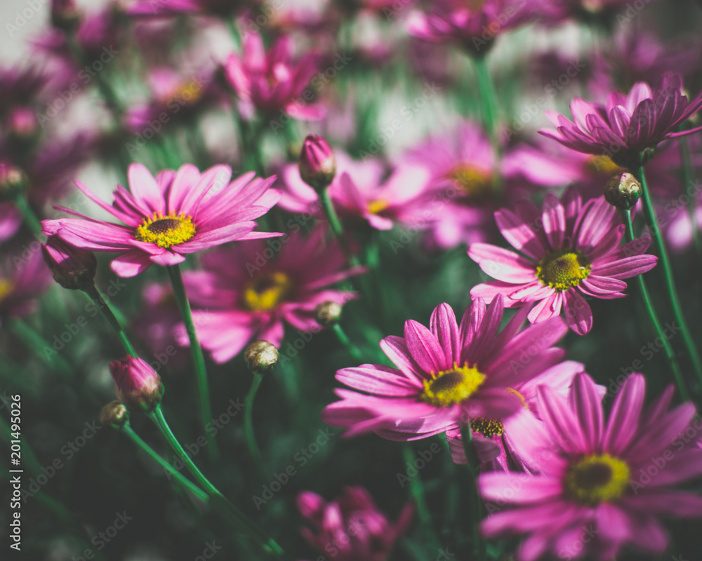 Wild Pink Daisies Close Up