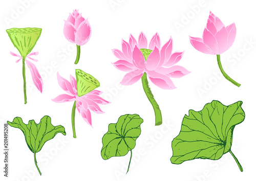 lotus flowers and leaves isolated on white background.