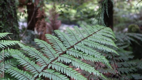 New Zealand fern bush national symbol and river forest photo