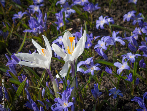 white spring flowers crocuses growing in the meadow blue flowers