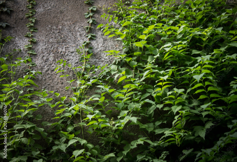 background eco-friendly wall. concrete covered with green plants