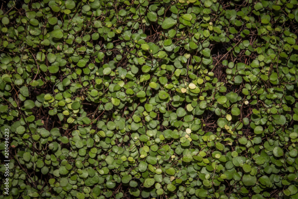 background green small rounded leaves background green small rounded leaves