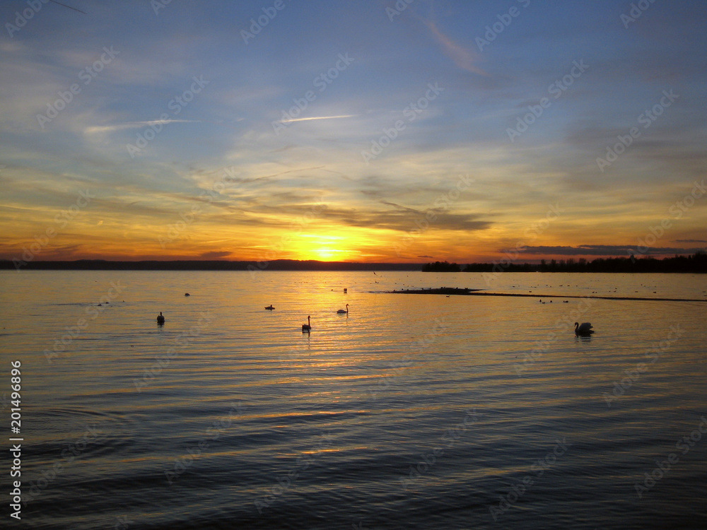Sunset at the German Bodensee with swans swimming on the lake's surface