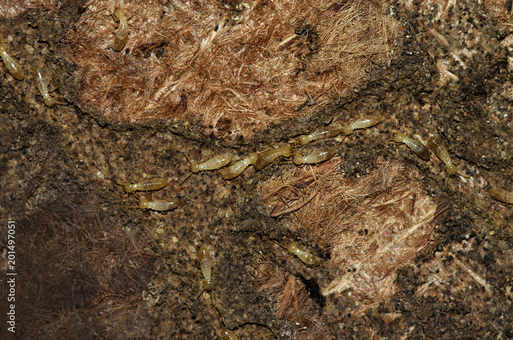 Termite workers tunneling on an old carpet Termite workers tunneling on an old carpet