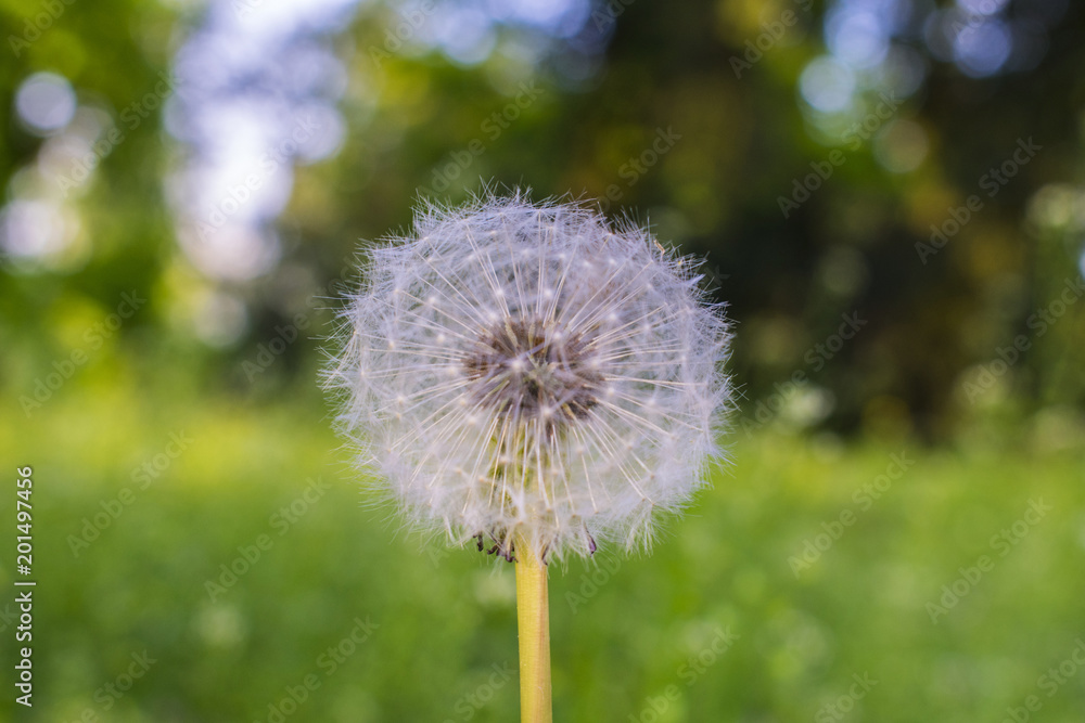 Naklejka premium flower