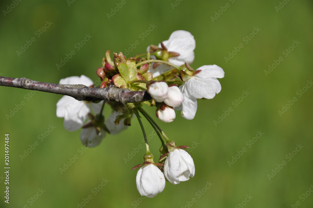 Fototapeta premium ciliegio in fiore