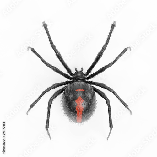 Realistic 3D Render of Black Widow Spider