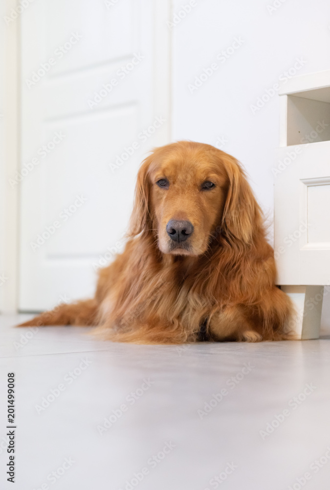 Lovely Golden Retriever