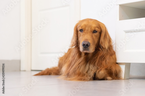 Lovely Golden Retriever