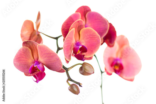Red orchid flower on white background. Isolated.