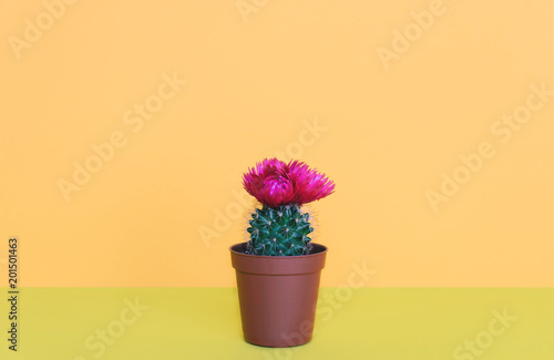 Fototapeta Naklejka Na Ścianę i Meble -  Small cactus in a flowerpot on a trendy background.