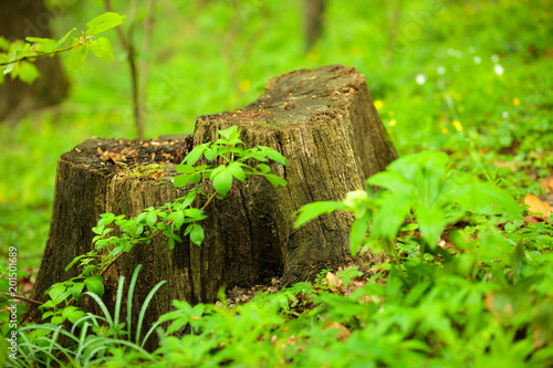 Tree stump in a lush green forest, surrounded by fresh foliage. Nature conservation and preservation.