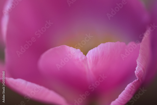 Sweet pink tulip close-up