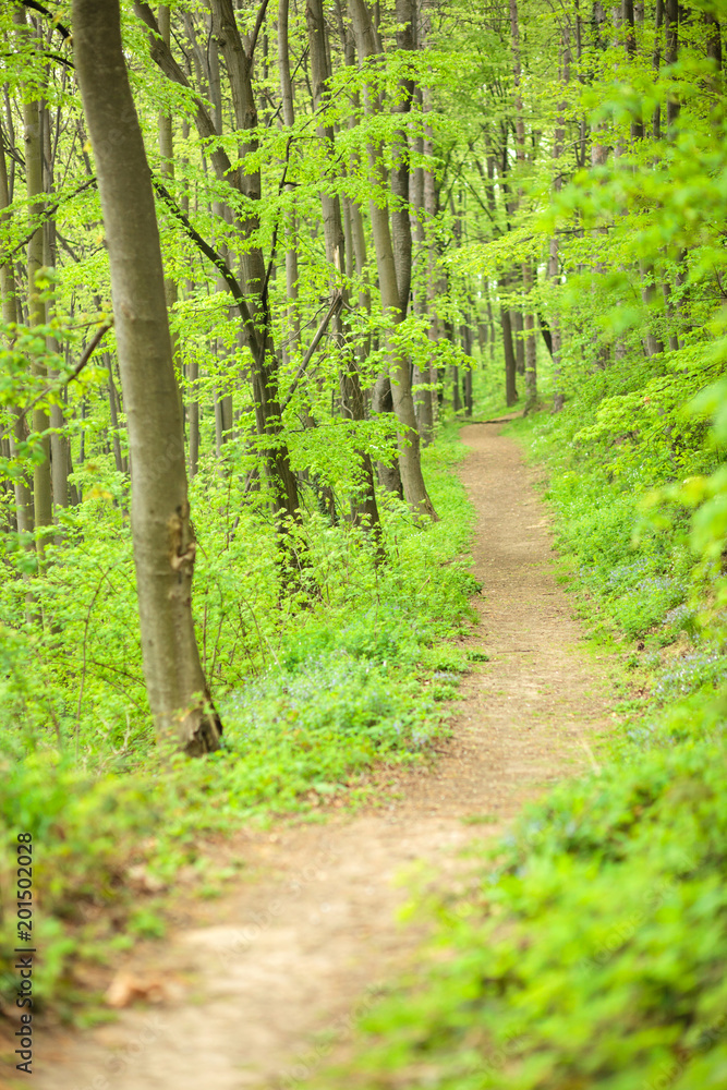 Fototapeta premium Lonely footpath through lush green forest in springtime. Peace and solitude