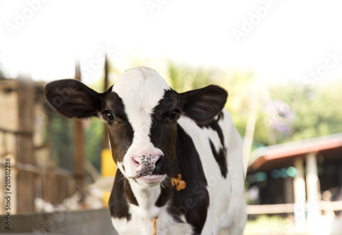 Murais de parede young black and white calf at dairy farm. Newborn baby cow
