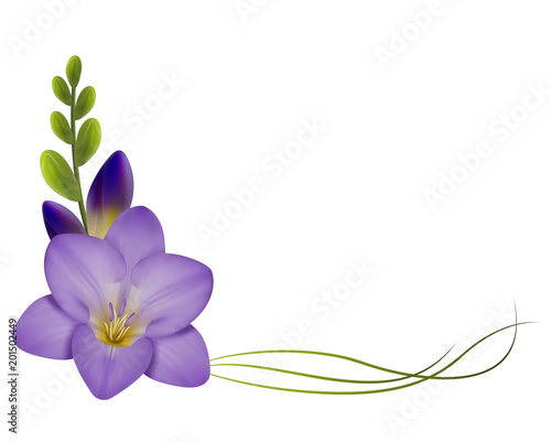 Realistic violet freesia, the symbol of love and trust, corner.