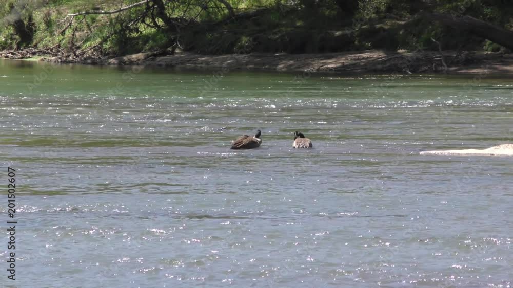 Georgia, Jones Bridge Park, Two Canada geese washing an feeding on the Chattahoochee River Georgia, Jones Bridge Park, Two Canada geese washing an feeding on the Chattahoochee River