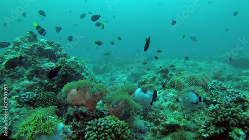 school of Maldive anemonefish - Amphiprion nigripes and school of Domino Damsel - Dascyllus trimaculatus swims over anemones, Indian Ocean, Maldives
 photo