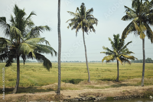 Palmen in Indien