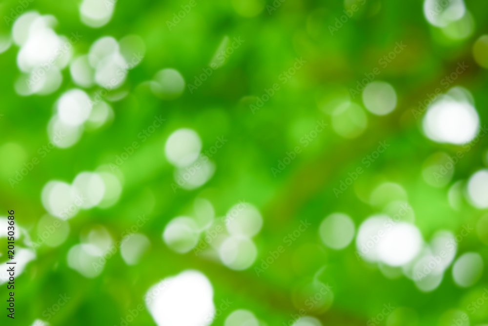 Fototapeta premium Blurred leave with bokeh , Green Leaf With Light Bokeh Background.