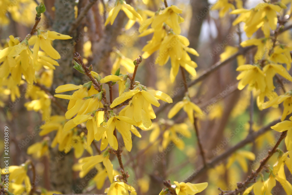 Beautiful Forsythia yellow flowers on bush at springtime Beautiful Forsythia yellow flowers on bush at springtime