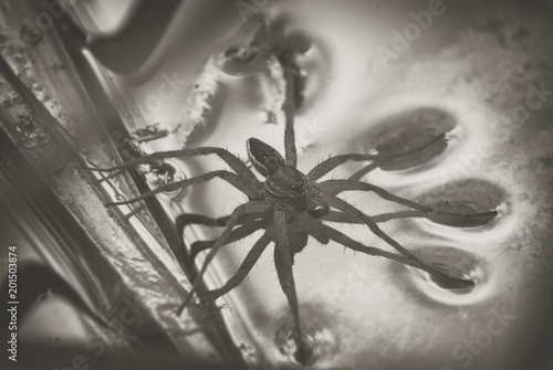 Fotografi Large water spider Dolomedes plantarius, close-up in a natural environment