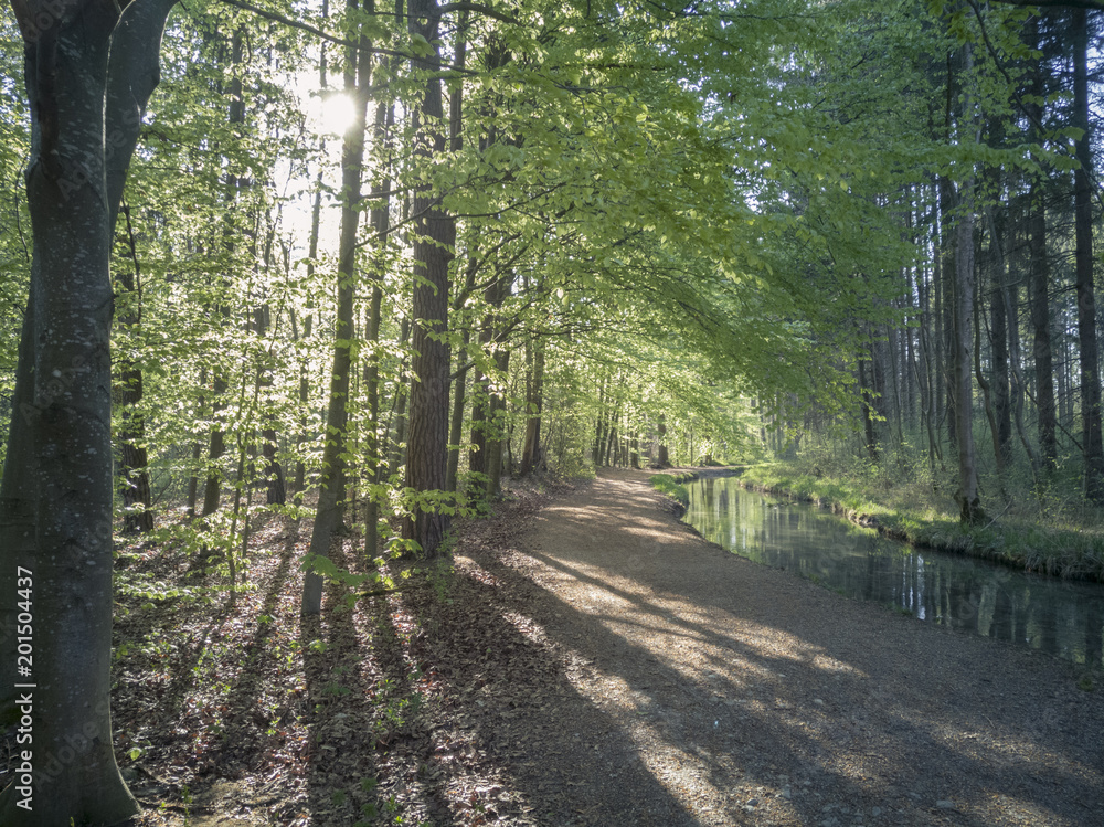 Fototapeta premium A forest path along a stream is illuminated by sun rays that fall through the green, young beech leaves and reflect in the water