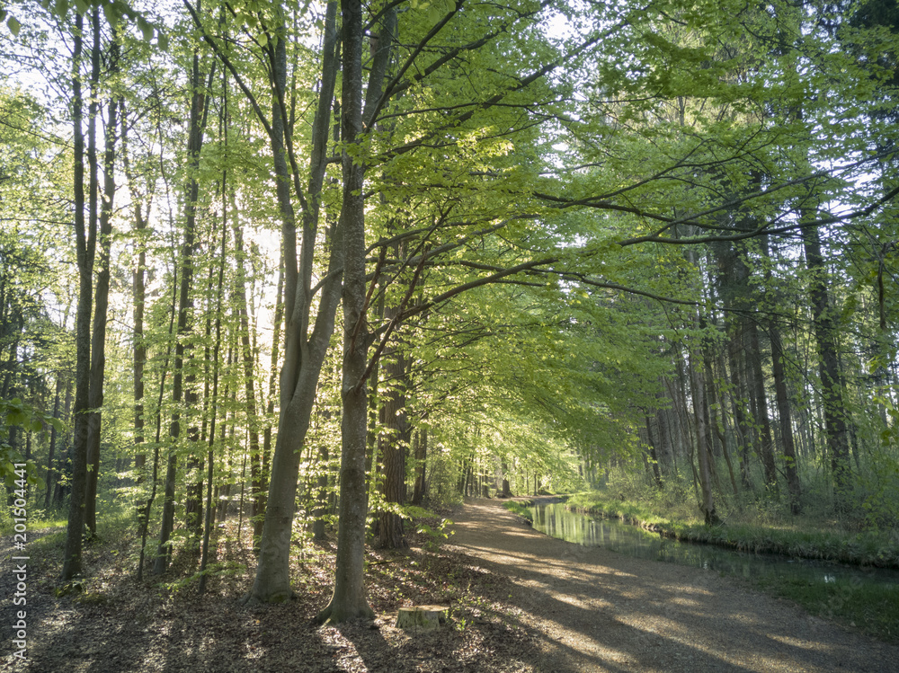 Obraz premium A forest path along a stream is illuminated by sun rays that fall through the green, young beech leaves and reflect in the water