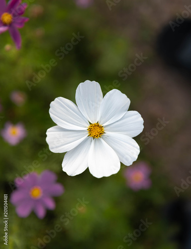 anemone blanda white splendour, white flowers, three pieces grow in the garden, large white petals and a fluffy yellow core, against the background of green leaves, illuminated by sun, spring period,