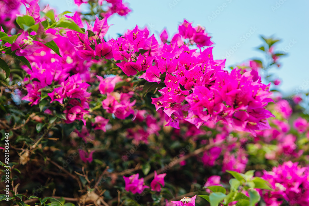 Obraz premium Pink bougainvillea flower