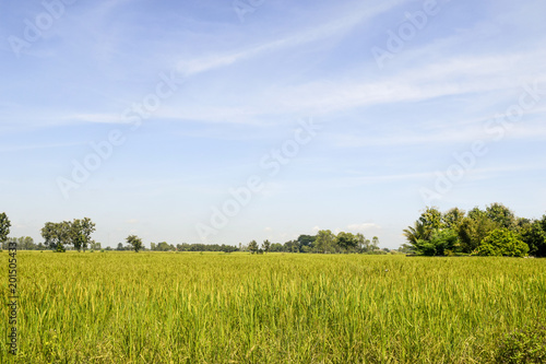 Rice field green grass blue sky cloud cloudy landscape background © PhatCha