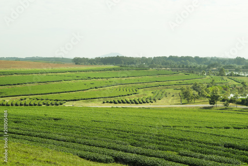 Green tea plantation on mountain and cloudy sky landscape © PhatCha