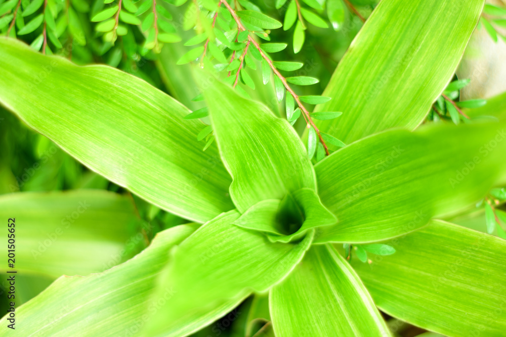 Close up nature Leaves Background, green leaf on blurred background in garden with copy space, fresh wallpaper concept. Close up nature Leaves Background, green leaf on blurred background in garden with copy space, fresh wallpaper concept.