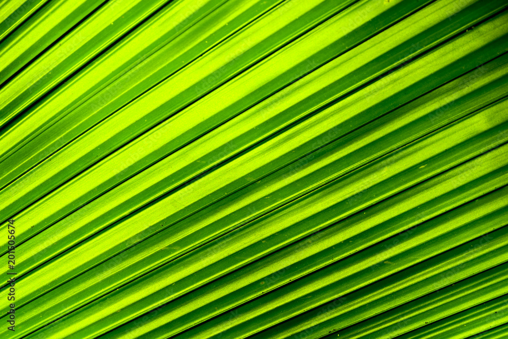 Close up nature Leaves Background, green leaf on blurred background in garden with copy space, fresh wallpaper concept. Close up nature Leaves Background, green leaf on blurred background in garden with copy space, fresh wallpaper concept.