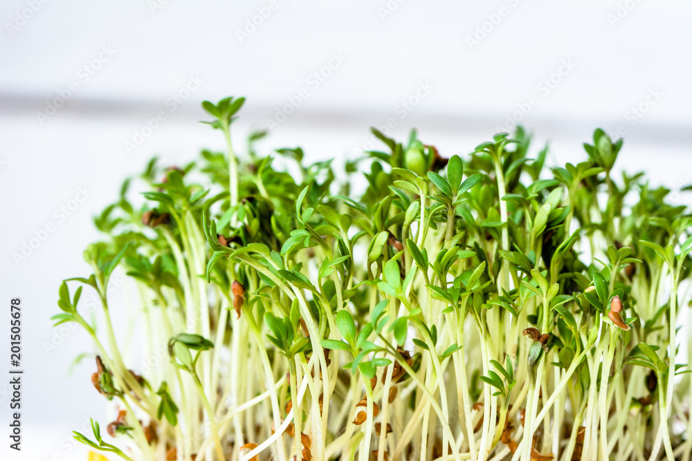Fresh green superfood, sprouts for salad, micro greens for diet and healthy eating concept Fresh green superfood, sprouts for salad, micro greens for diet and healthy eating concept
