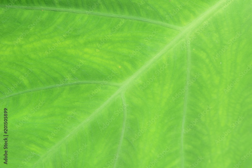 Close up nature Leaves Background, green leaf on blurred background in garden with copy space, fresh wallpaper concept. Close up nature Leaves Background, green leaf on blurred background in garden with copy space, fresh wallpaper concept.
