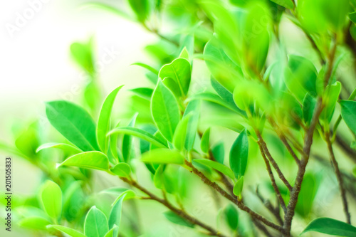Close up nature Leaves Background, green leaf on blurred background in garden with copy space, fresh wallpaper concept.