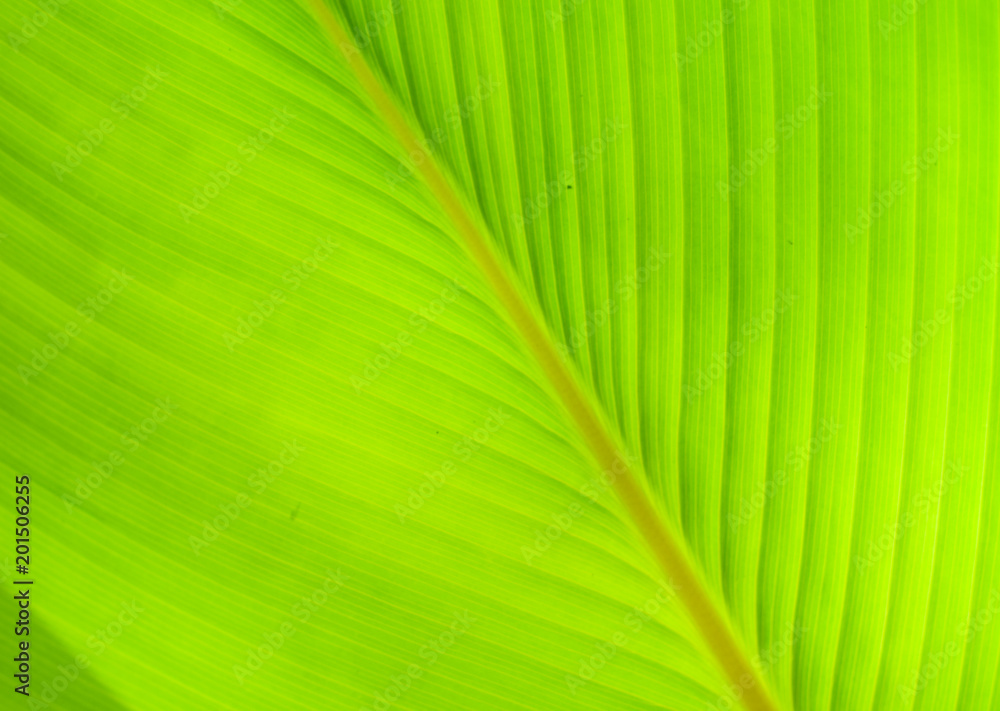 Close up nature Leaves Background, green leaf on blurred background in garden with copy space, fresh wallpaper concept. Close up nature Leaves Background, green leaf on blurred background in garden with copy space, fresh wallpaper concept.