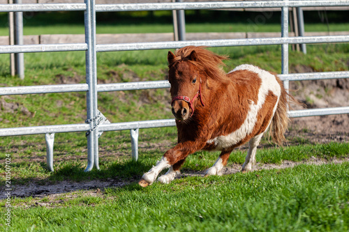 A running Shetlandpony on a green meadow photo