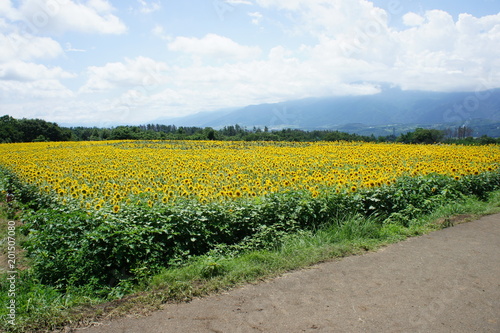 ひまわり畑