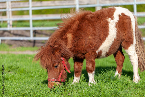 Fototapeta Naklejka Na Ścianę i Meble -  A running Shetlandpony on a green meadow