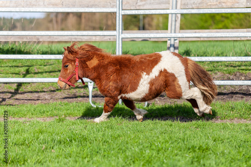 A running Shetlandpony on a green meadow photo