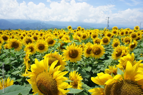 ひまわり畑