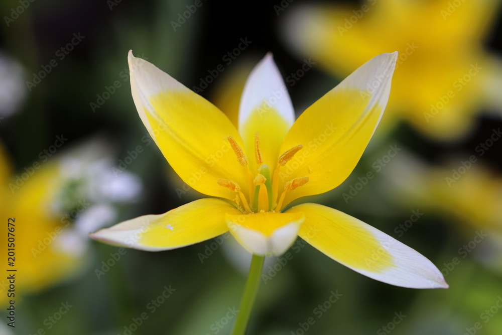 Obraz premium Wildtulpe in Gelb Makro