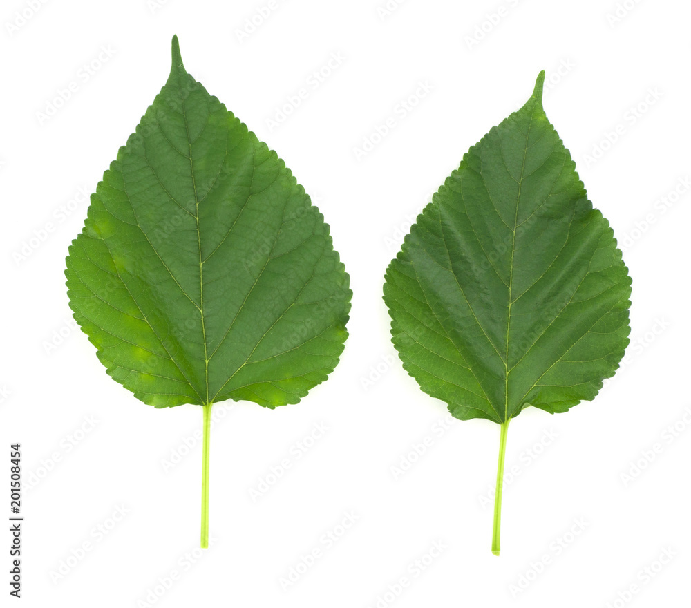 malberry green color leaves isolated on white back ground, can make tea malberry green color leaves isolated on white back ground, can make tea