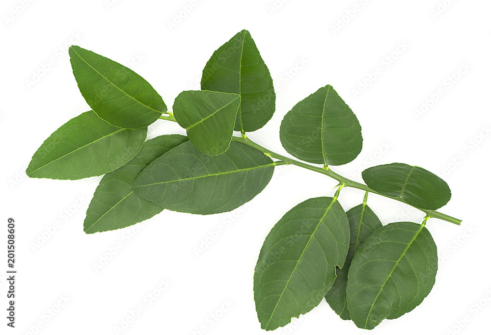 close up of fresh organic green lemon leaves, limb natural isolated on white background. put forth leave-buds close up of fresh organic green lemon leaves, limb natural isolated on white background. put forth leave-buds